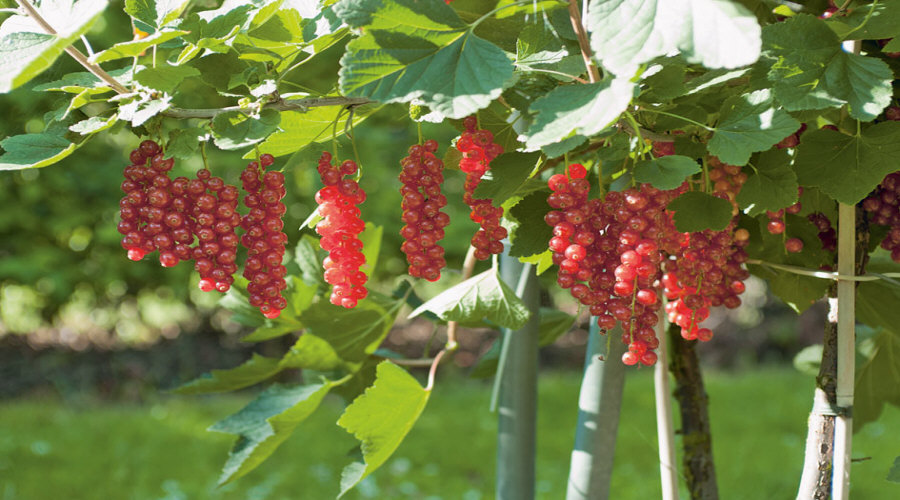 ahedelmäpensaan taimi taimitarha karviainen aronia aronia herukka vadelma Puolassa   02
