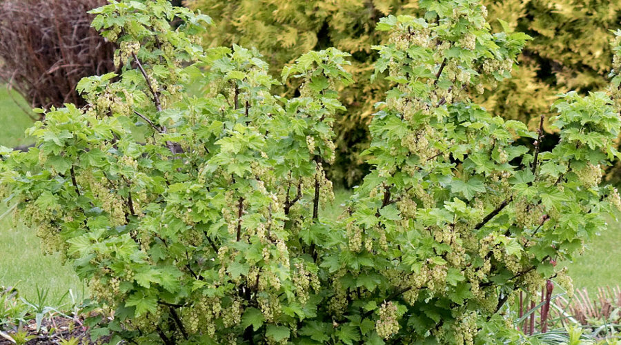 ahedelmäpensaan taimi taimitarha karviainen aronia aronia herukka vadelma Puolassa   02