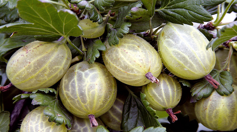 ahedelmäpensaan taimi taimitarha karviainen aronia aronia herukka vadelma Puolassa   02