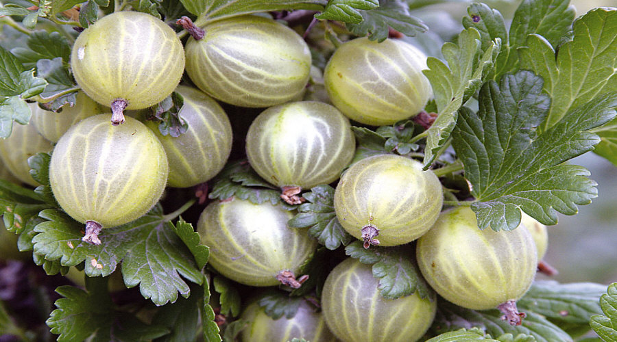 ahedelmäpensaan taimi taimitarha karviainen aronia aronia herukka vadelma Puolassa   02