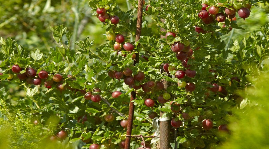 ahedelmäpensaan taimi taimitarha karviainen aronia aronia herukka vadelma Puolassa   02