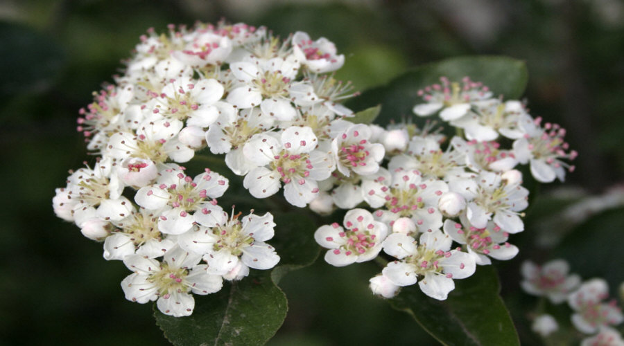 ahedelmäpensaan taimi taimitarha karviainen aronia aronia herukka vadelma Puolassa   02