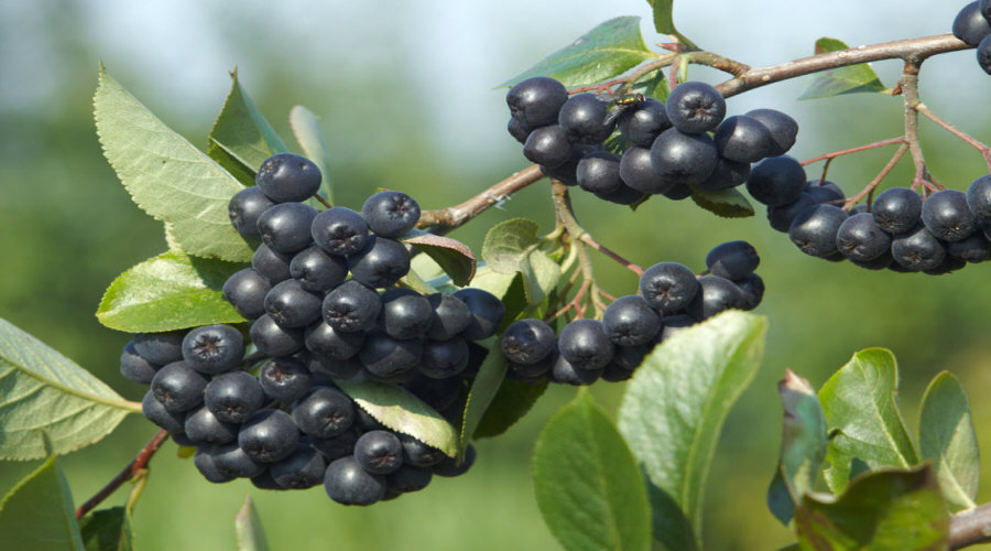 ahedelmäpensaan taimi taimitarha karviainen aronia aronia herukka vadelma Puolassa   02