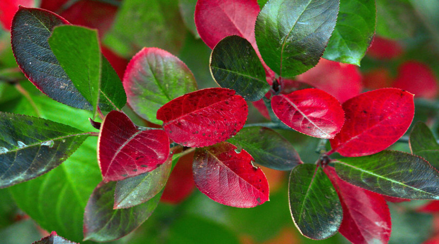 ahedelmäpensaan taimi taimitarha karviainen aronia aronia herukka vadelma Puolassa   02