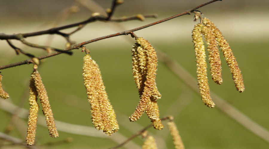 ahedelmäpensaan taimi taimitarha karviainen aronia aronia herukka vadelma Puolassa   02