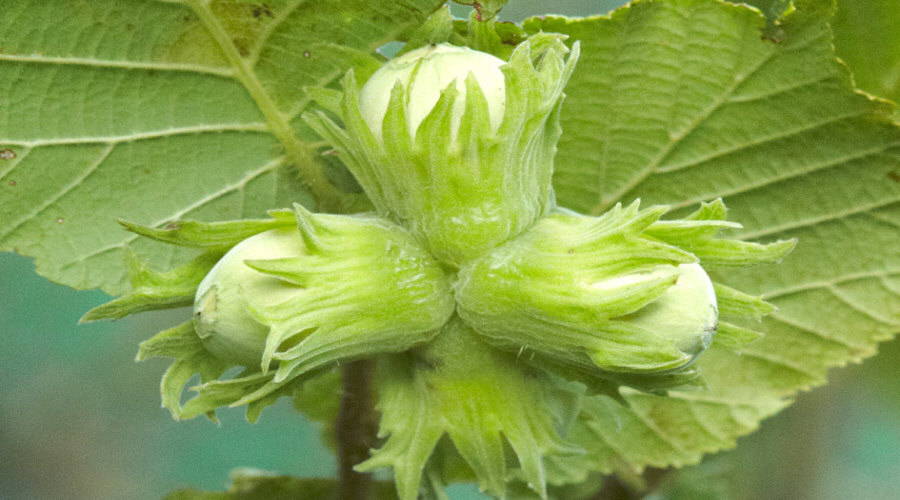 ahedelmäpensaan taimi taimitarha karviainen aronia aronia herukka vadelma Puolassa   02