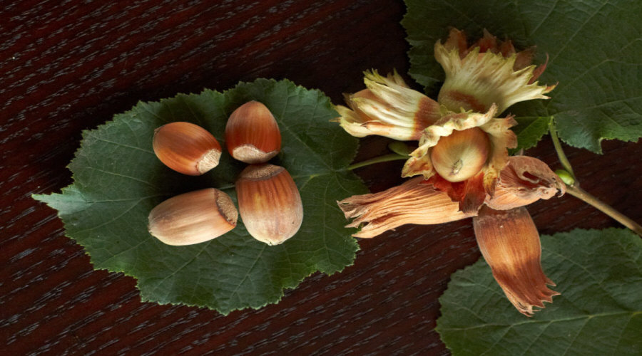 ahedelmäpensaan taimi taimitarha karviainen aronia aronia herukka vadelma Puolassa   02